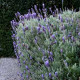 LAVENDER ALLARDII